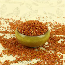 Red broomcorn millet price